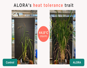 Heat Tolerant Rice: How ALORA Achieved a 2555% Yield Increase Under Extreme Heat
