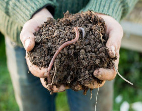 Organic Fertilizers Market Future Perspectives The Art of Anticipating Market Size Opportunities