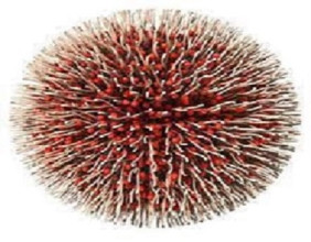Polymeric Nanoparticles Market Empathy in Action Enhancing Understanding through Focus Group Conversations