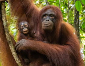 Tv's British Bake Off Contestant Helps International Animal Rescue Celebrate A Decade Of Sweet Support For Orangutan Conservation