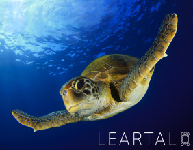 Leartal Introduces Comprehensive Email Marketing Course to Help Businesses Maximize Engagement and Conversions