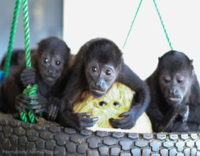Nature's Loudest Voices Silenced On World Wildlife Day