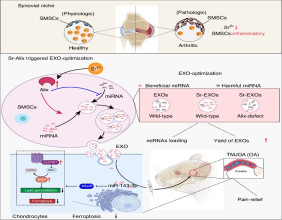 Strontium-boosted exosomes: a new frontier in treating degenerative joint diseases