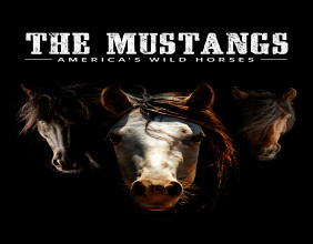 “THE MUSTANGS: AMERICA'S WILD HORSES” IS STREAMING FOR FREE ON PBS