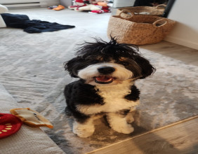 Technology Helps Retrieve Lost Dog in West Vancouver