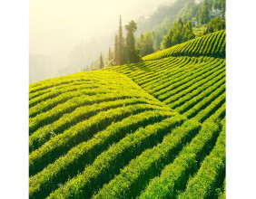 Chinese Green Tea: Ancient Tradition Meets Proven Health Benefits