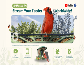 Birdfy Introduces Birdfy Livestream: One Click to See Birds & Share Your Feeds Worldwide
