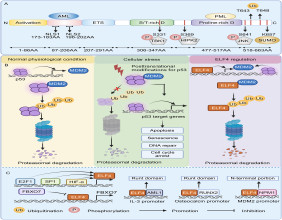 ELF4: A Key Transcription Factor Shaping Immunity and Cancer Progression