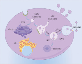 The Role of lncRNAs in Kidney Disease: A Breakthrough in Biomarker Discovery and Therapeutic Approaches