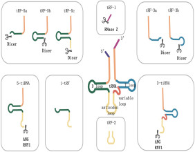 New Insights into tRNA-Derived Small RNAs Offer Hope for Digestive Tract Disease Diagnosis and Treatment