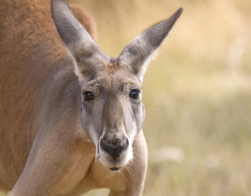 Kangaroo Protection Act Introduced to Ban the Sale of Kangaroo Body Parts in the U.S.