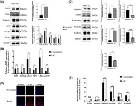 New insights into hypospadias: SOX9's role in urethral formation revealed