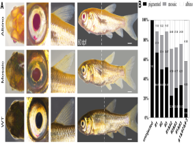 Biobreeding technology enables rapid development of golden Grass Carp germplasm