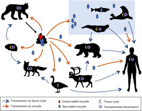 Scientists blame climate change for spread of infectious diseases and unleashing of ice-locked microbes in Arctic