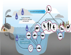 PFAS are polluting the Arctic, threatening both humans and animals