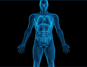 The Brookbush Institute Publishes NEW Course and Glossary Updates: 'Anatomical Position