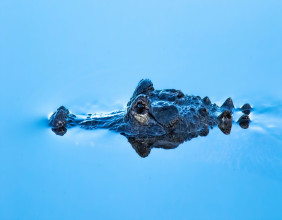 Separating Myths from Facts About Alligators in the Wild