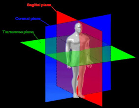 The Brookbush Institute Publishes NEW Course and Glossary Updates: 'Planes of Motion'