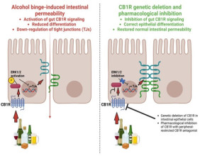 New Study Links Intestinal Cannabinoid Receptors to Alcohol-Induced Leaky Gut