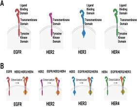 HER3 Re-Emerges as a Pivotal Target in the Fight Against Cancer