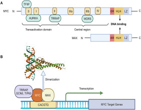 Reimagining Cancer Therapy by Targeting the MYC Axis
