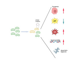 Heteroplasmic de novo MT-ND5 truncating mutations: Implications for mitochondrial function in oncogenesis
