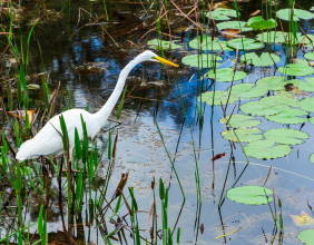 Birdwatcher’s Paradise: Observing Rare Avian Species in Louisiana’s Swamplands