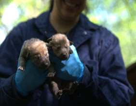 Red Wolf Pups Born at Wolf Conservation Center Signify Hope for their Endangered Species