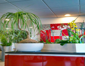 Pots Planters & More Champions Biophilic Design: Why More Businesses Are Investing in Green Spaces