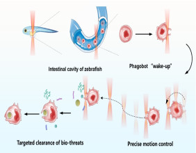 Light-powered phagobots: dual-mode optical control of living immune microrobots