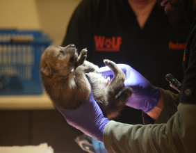 Endangered Wolf Pups Born in New York Fostered into Wild Dens in New Mexico