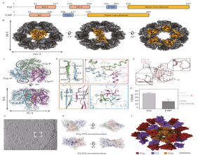 A flexible powerhouse: Researchers unveil the dynamic blueprint of a key metabolic enzyme