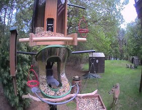 Birdfy Live 30-Day Challenge Empowers Global Bird Lovers to Discover Their Bird Side of Life