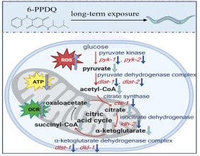 6-PPDQ disrupts citric acid cycle in C. elegans via reduced acetyl CoA and pyruvate