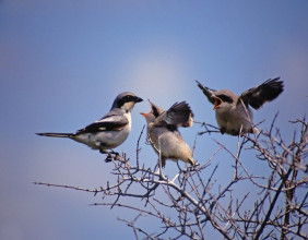 Nature Saskatchewan: Young Loggerhead Shrikes Are Taking Flight Across the Prairies