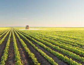 Corn Futures Decline as Crop Ratings Drop