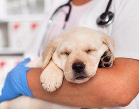 China and Southeast Asia Hurdles Lead to Revenue Warning from Eco Animal Health