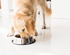 Is Pet Valu Holdings (TSX:PET) Sustaining Its Surge Across TSX and TXCX Performance Metrics?
