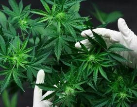 Why Are ASX 300 Cannabis Healthcare Stocks Gaining Attention?