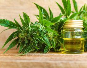 Is Auxly Cannabis Group (TSXV:XLY) Gaining Momentum On The TSX Venture Index?