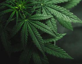 Are Cannabis Stocks Heading Downward After Florida's Marijuana Vote?