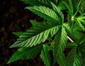Is Alberta Ready for a Bold New Twist on THC Products?