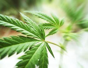 Cannabis Stocks Across ASX 300 Gain Industry Attention