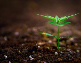 Carr's Group Trading Update: Steady Progress and Strategic Initiatives