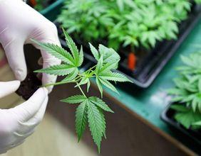 Why Are Cannabis Stocks Shifting With Sector Rotation in June?