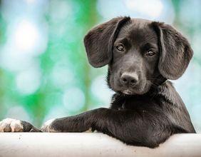 Pets at Home Group (LON:PETS) Gains Momentum as Market Interest Returns