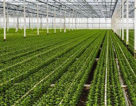 Are Stantec’s Strategies Reshaping the Engineering and Environmental Sector?