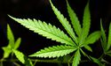 Two Cannabis Stocks on the Charter – AGH, CLI