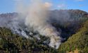 Stores hit by Bushfire: Mosaic H1 2020 Sales Plunges 8%