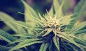 BPH Energy Updated on Patagonia Executing JV Agreement with Israeli firm, Bio-Sciences Pharma